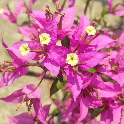 Suchitra Sen Bougainvillea