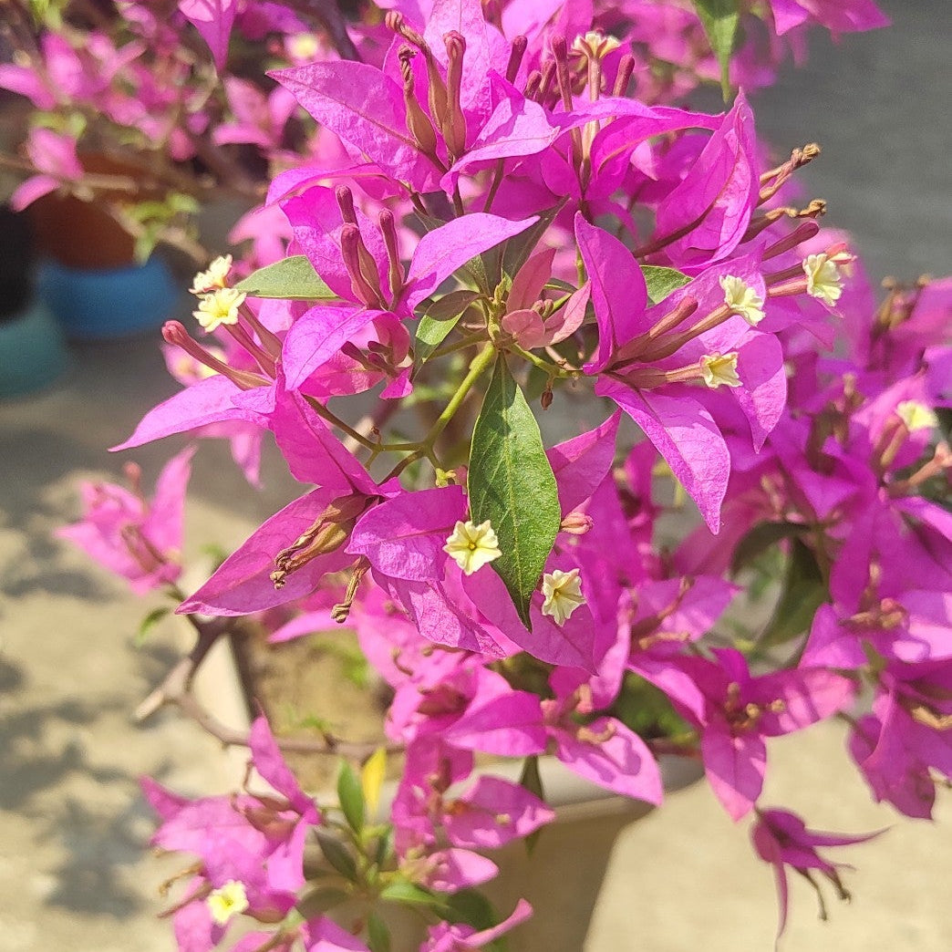 Suchitra Sen Bougainvillea