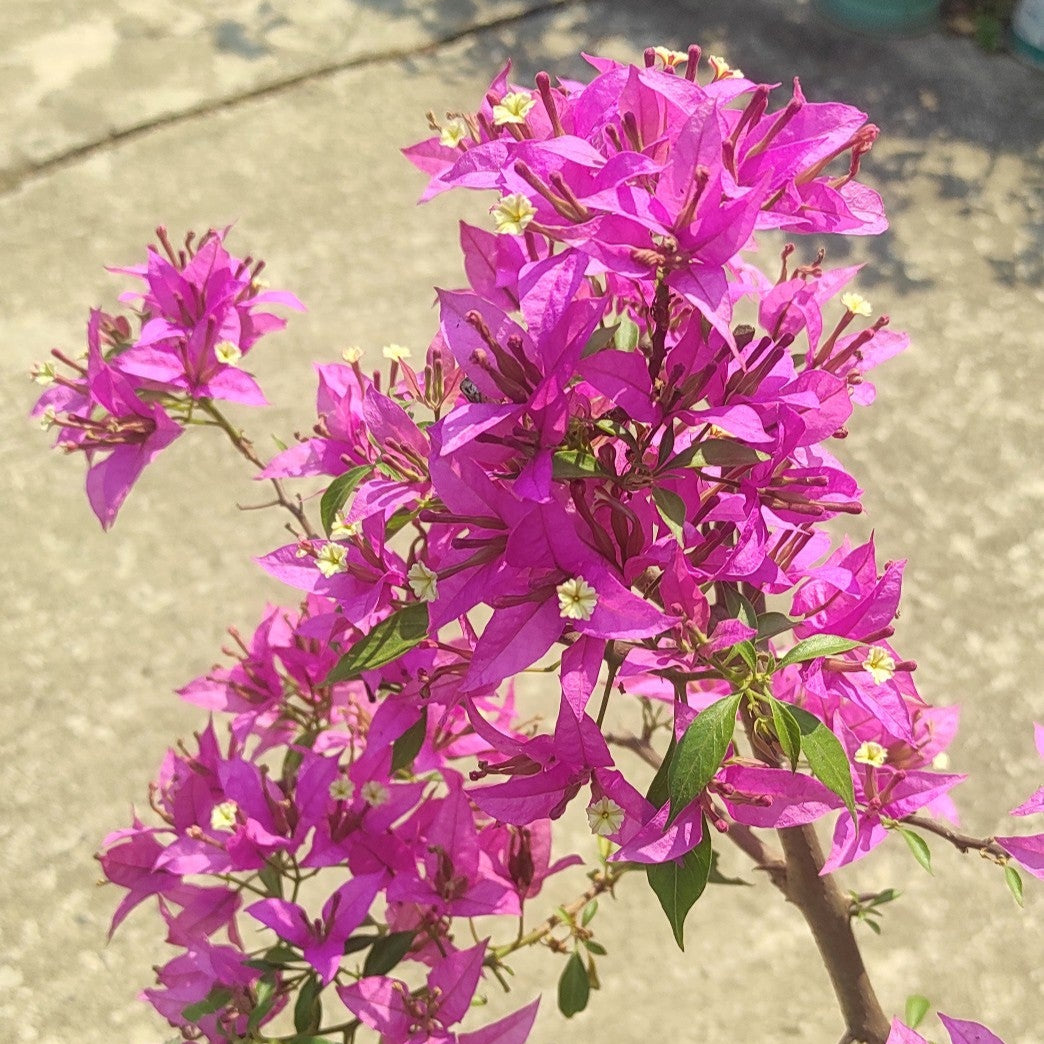 Suchitra Sen Bougainvillea