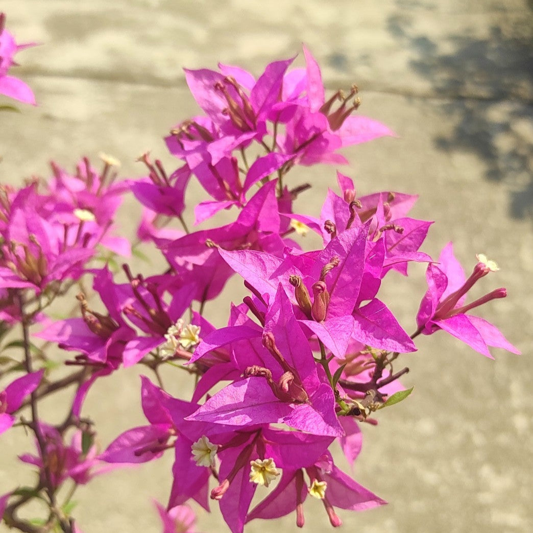 Suchitra Sen Bougainvillea