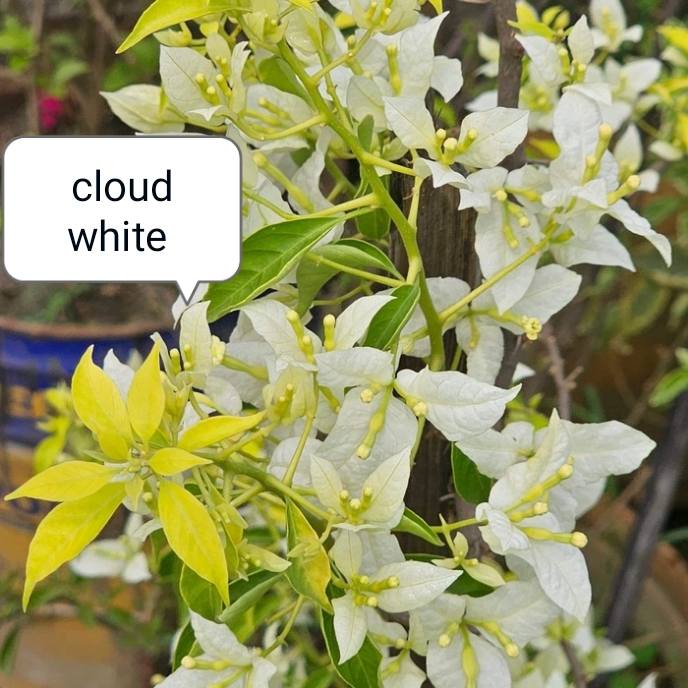Cloud White Bougainvillea