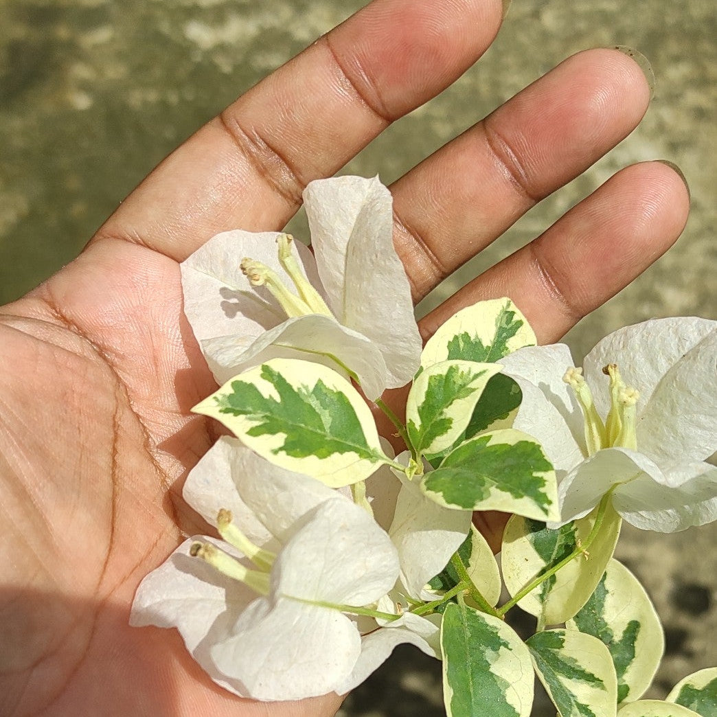Ssb White bougainvillea