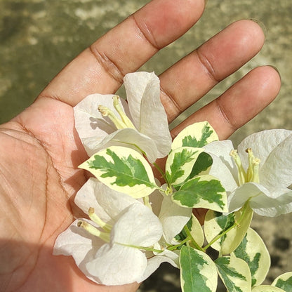 Ssb White bougainvillea