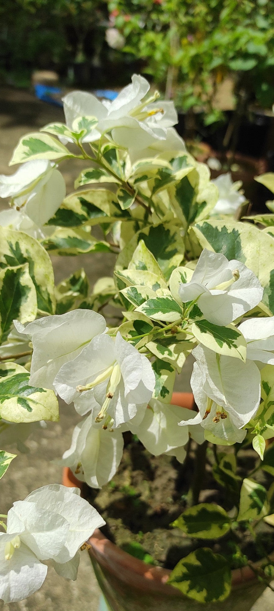 Ssb White bougainvillea
