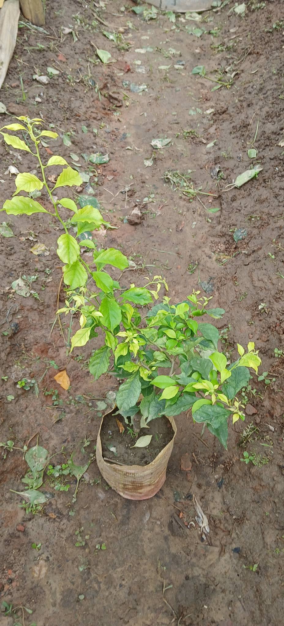 Cloud White Bougainvillea