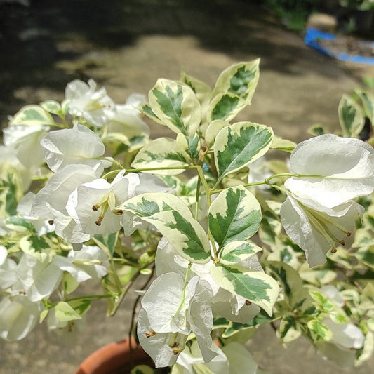 Ssb White bougainvillea