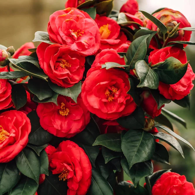 CAMELLIA FLOWERS PLANTS