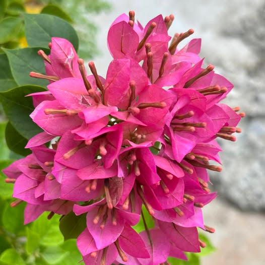 Jewel Pink Bougainvillea