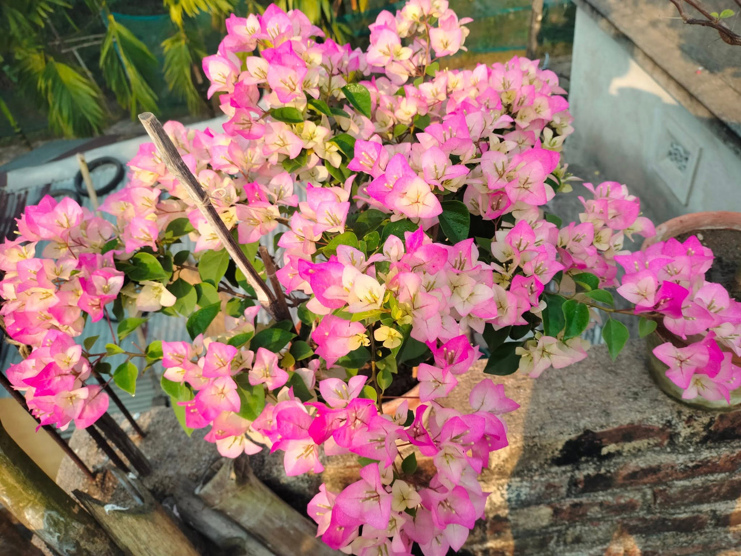 Thai Delight Bougainvillea