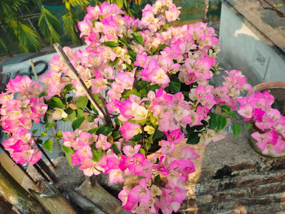 Thai Delight Bougainvillea