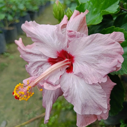 Austrian Hibiscus Plants ( white and Red Mix )