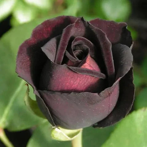 Black Rose