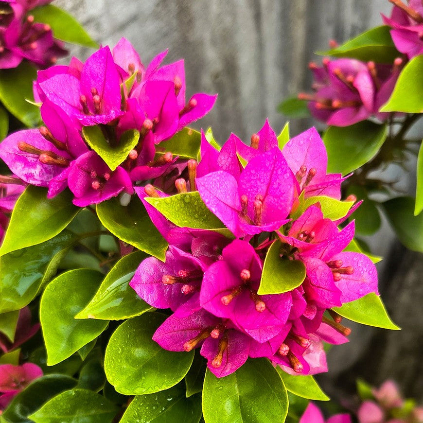 Jewel Pink Bougainvillea