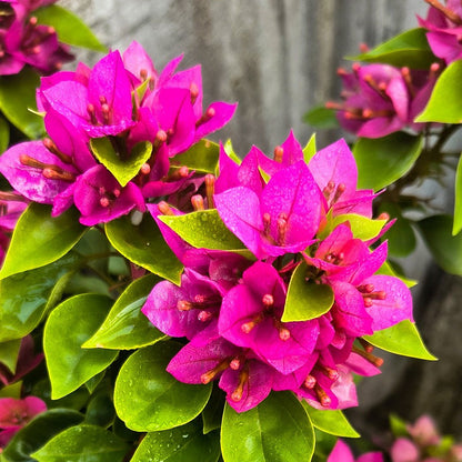 Jewel Pink Bougainvillea
