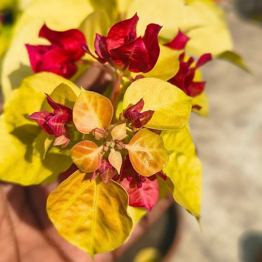 Moonlight Chitra Bougainvillea