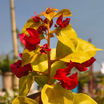 Moonlight Chitra Bougainvillea