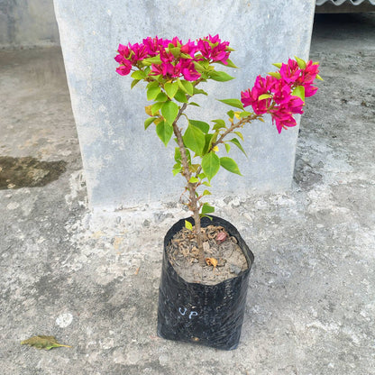 Jewel Pink Bougainvillea