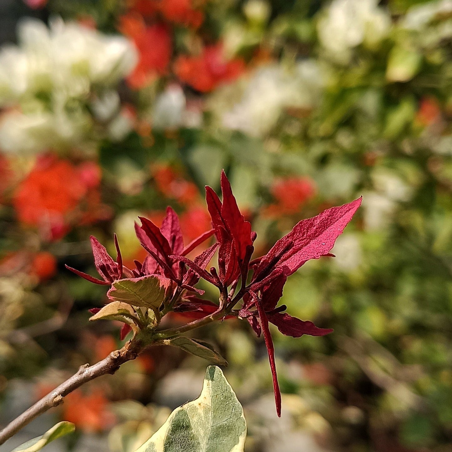 Red Butterfly