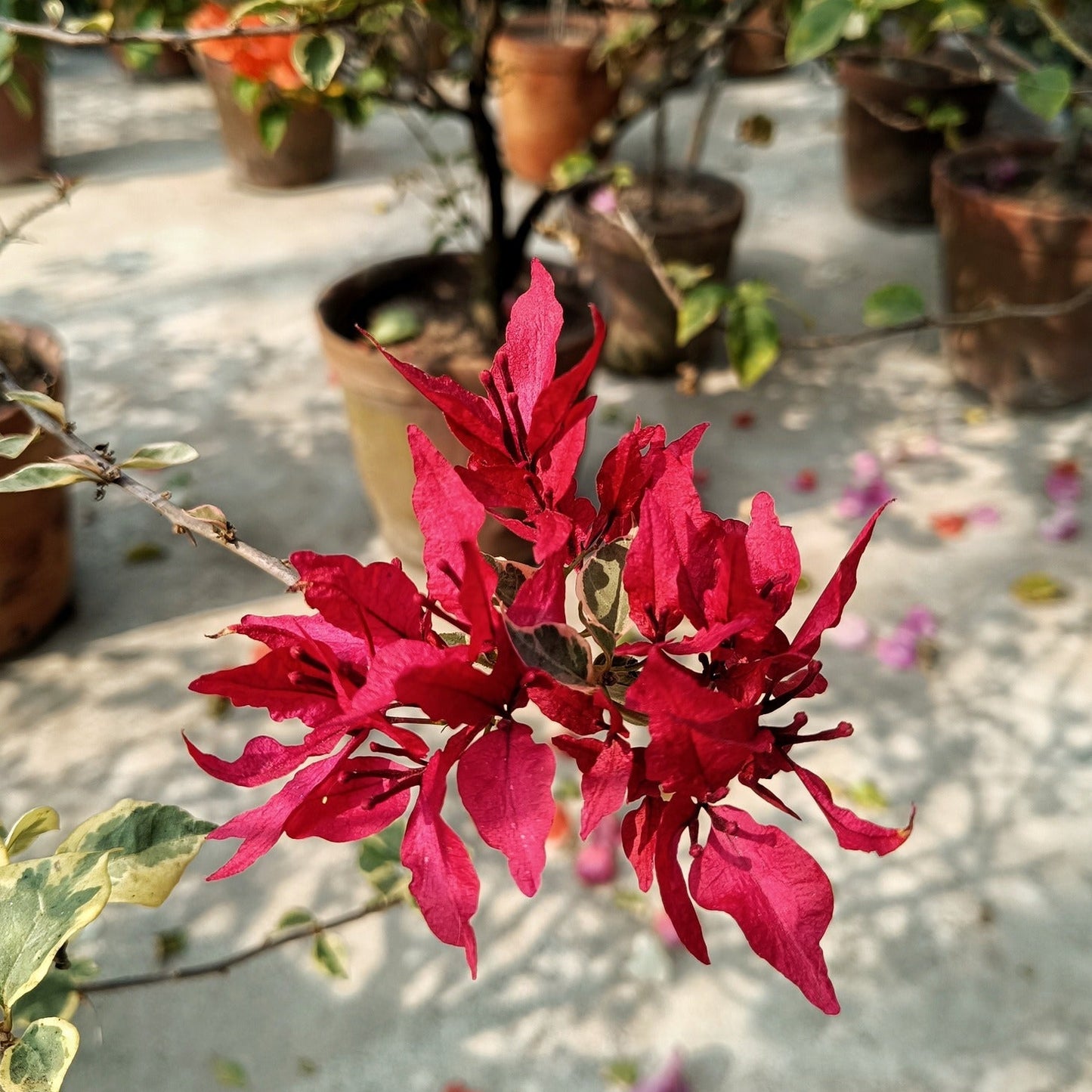 Red Butterfly