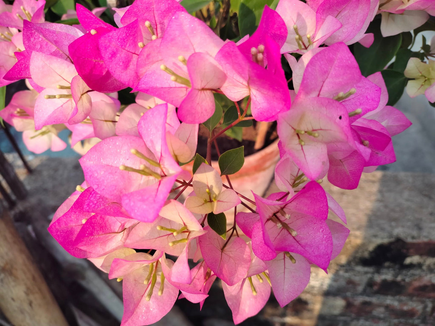 Thai Delight Bougainvillea