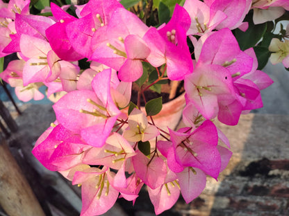 Thai Delight Bougainvillea