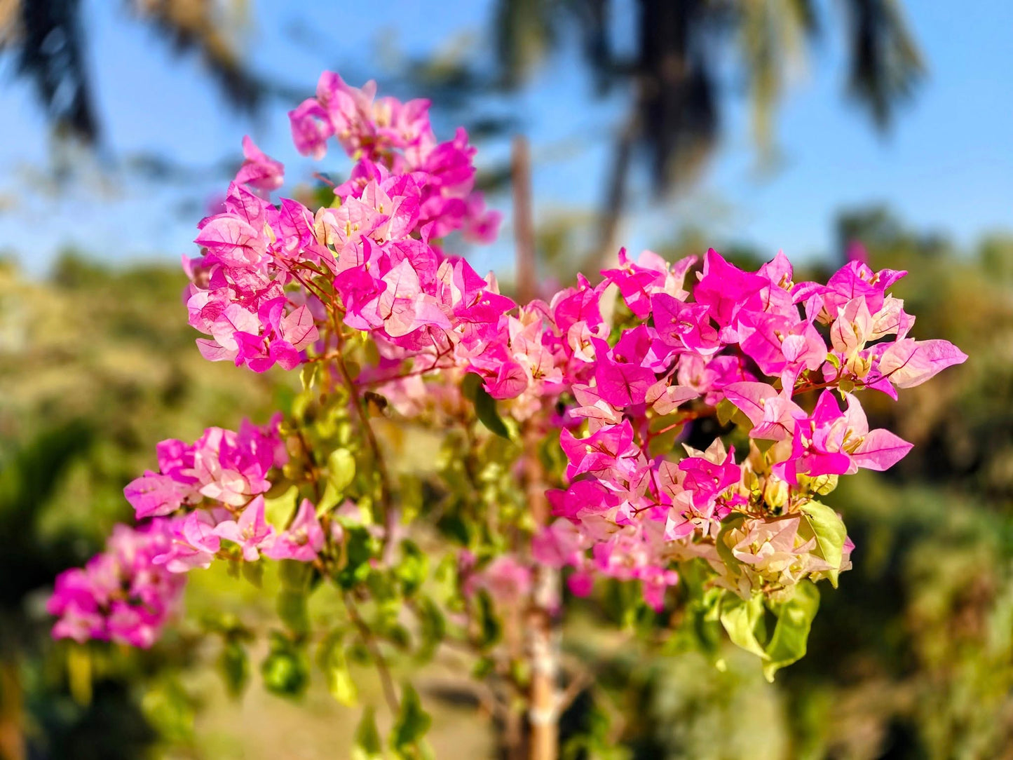 Chilli Ice Cream Bougainvillea