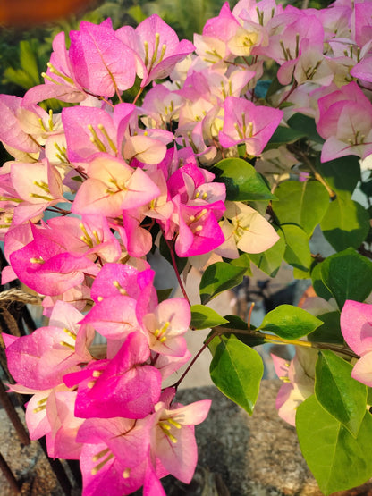Thai Delight Bougainvillea