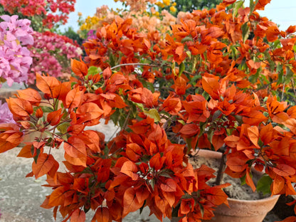 Fireopal Bougainvillea