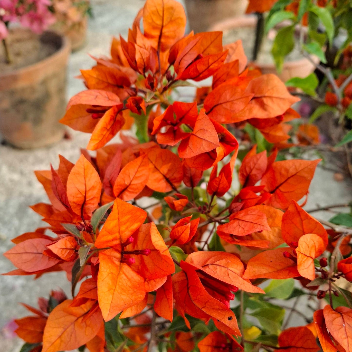 Fireopal Bougainvillea