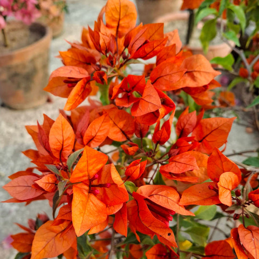 Fireopal Bougainvillea