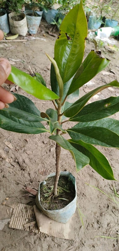 Magnolia Dwarf COCO Flowers Plants