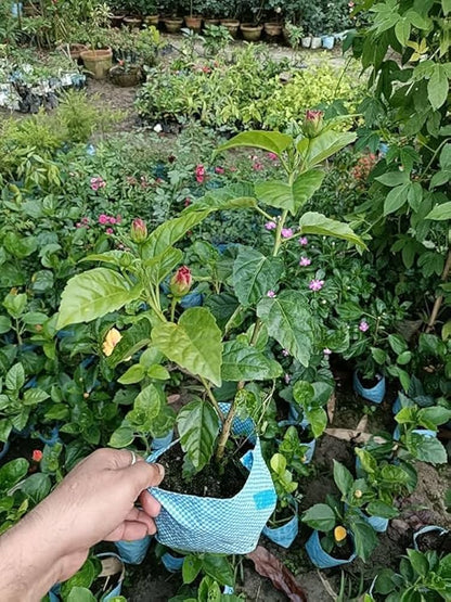 Austrian Hibiscus Flowers Plants