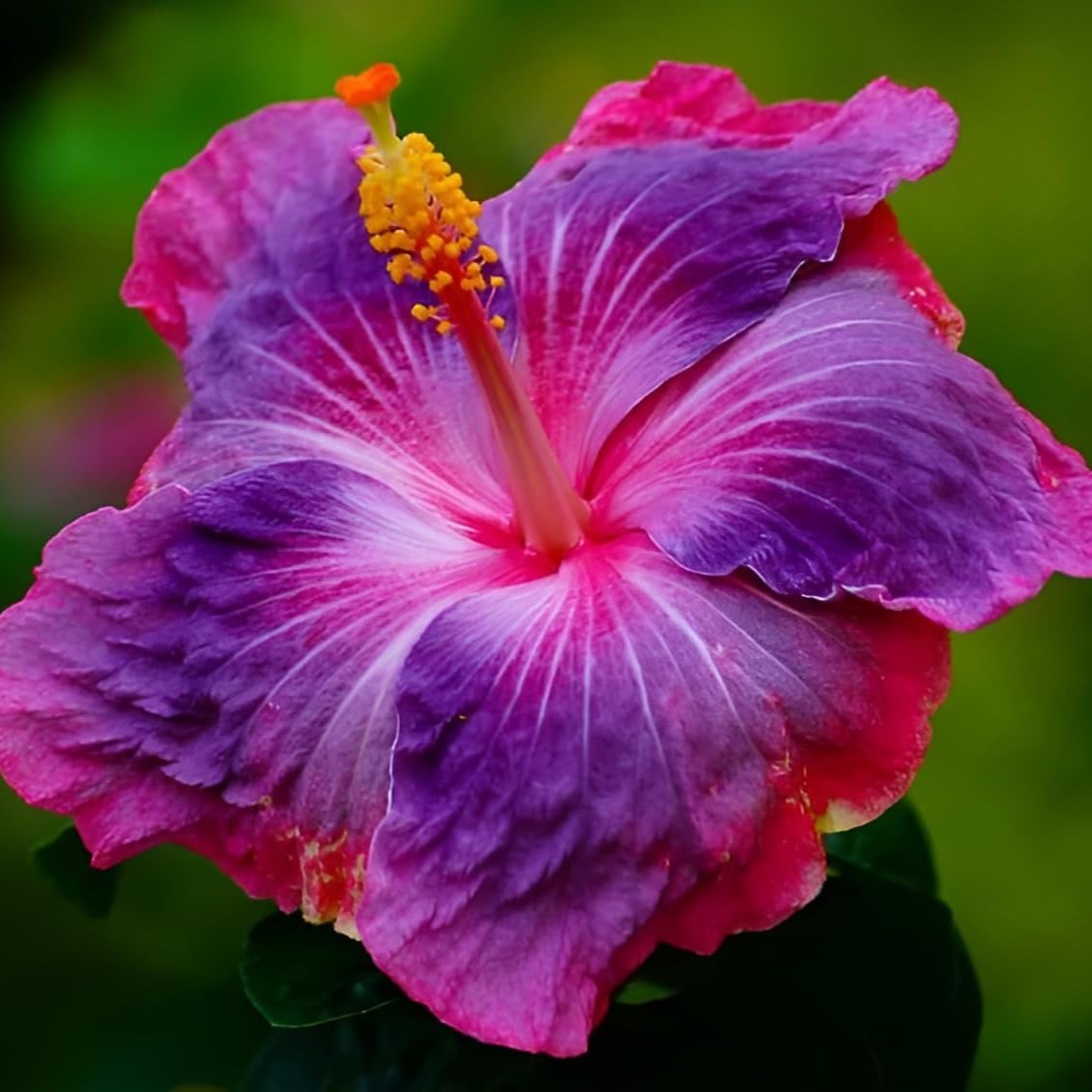 Austrelian Hibiscus Rare Colors