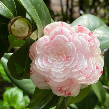 CAMELLIA FLOWERS PLANTS