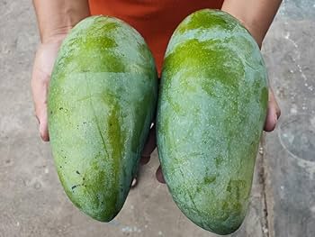 NURJAHAN MANGO Plants (grafting)