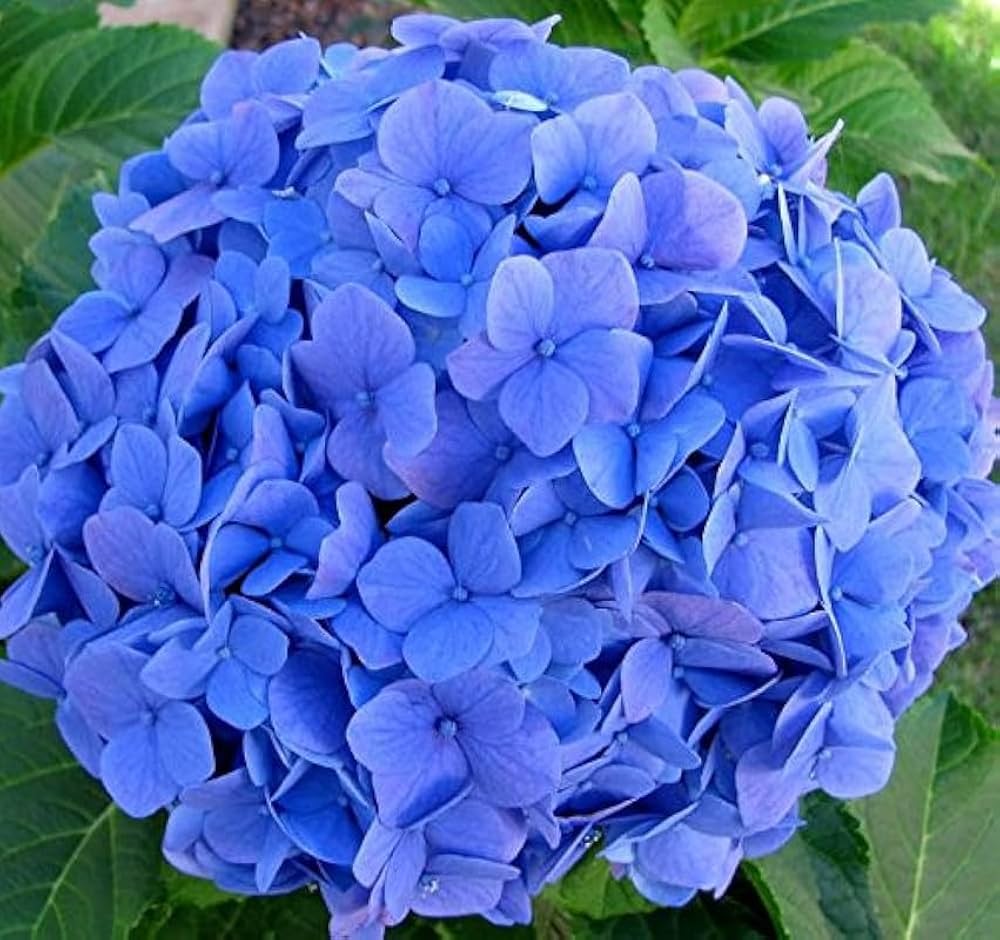 Hybrid Hydrangea Flowers Plants (BLUE)