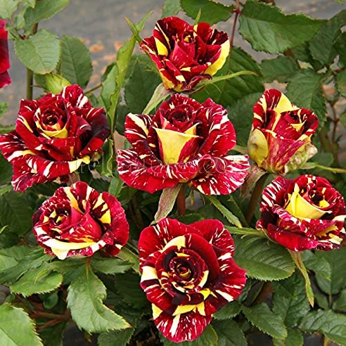 Abracadabra Rose ( yellow and red mix ) Plant