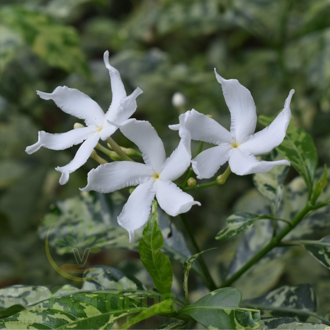 Variegated Tagar Flowers Plants