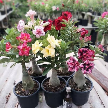 Adenium Grafted Flowers Plants