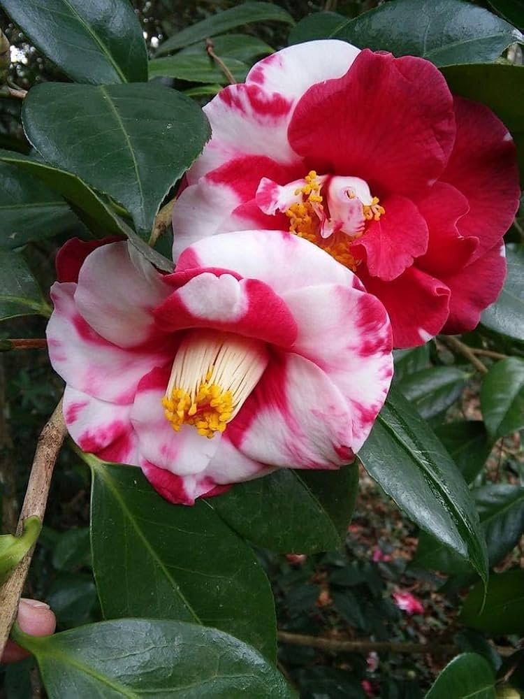 Camellia (pink and white mix) Flowers plants