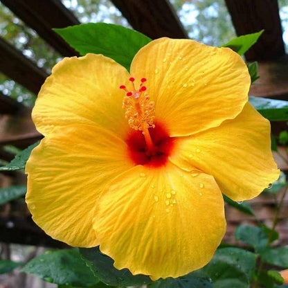 Hibiscus Flowers Plants (yellow)