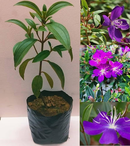 Tibouchina Flowers Plant