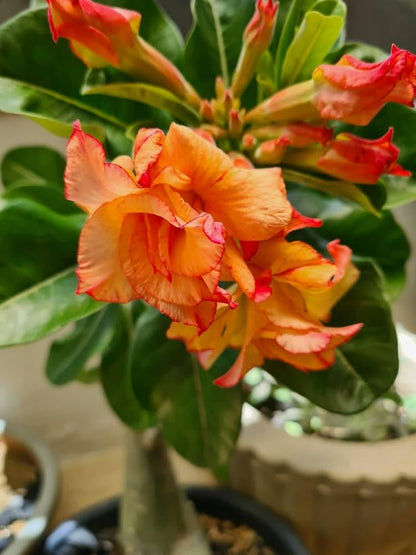 ROSY VARIETY GRAFTED ADENIUM FLOWERS  PLANTS