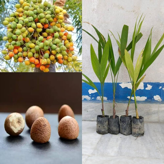 Supari Plant (Betel Nut) Plant