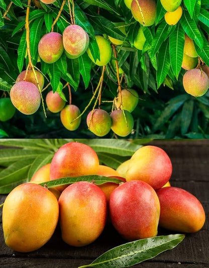 KENSINGTON PRIDE MANGO Plants (grafting)