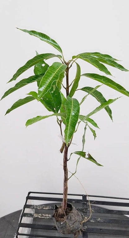 VASTARA MANGO PLANTS (Grafted)