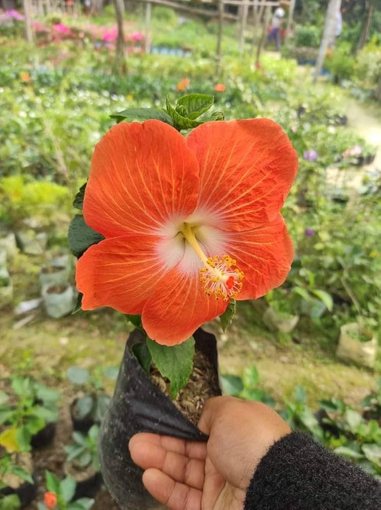 Austrian Hibiscus Plant