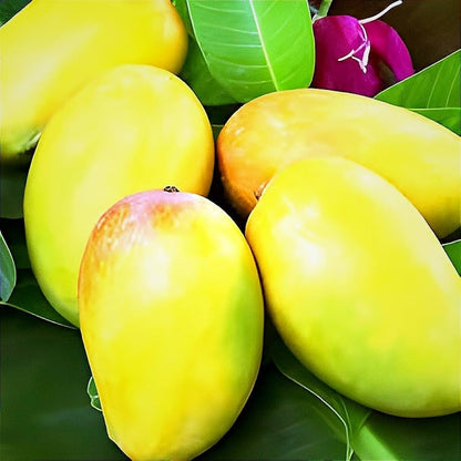 DASHERI MANGO FRUIT PLANT( Grafting )