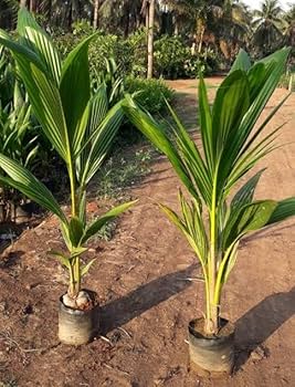Vietnum Hybrid Coconut Fruit Plants