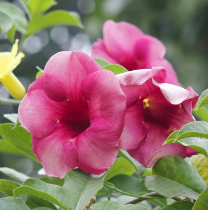 Allamanda flower plants Light Pink